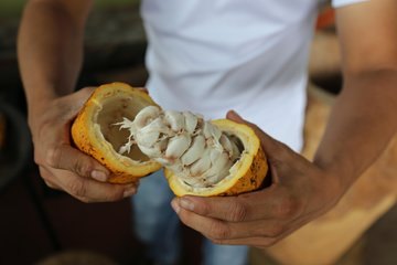 A cacao pod split open by hand to show the beans in their white pulp