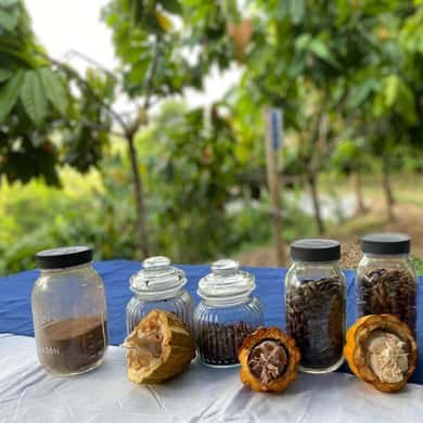 Cacao pods and jars of beans and nibs set out on a tasting table