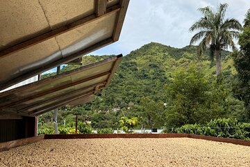 Pale parchment coffee spread across a covered drying deck on a mountain farm
