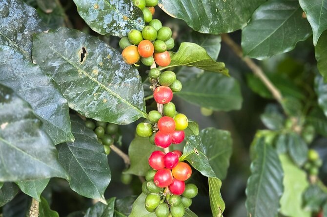Green and ripening red cherries strung along a single coffee branch