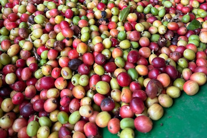 Freshly picked coffee cherries in red, yellow and green spread out after the harvest