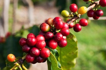 A close view of red and yellow coffee cherries on the bush