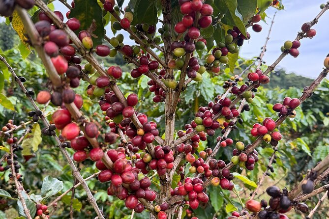 Ripe red coffee cherries crowding the branches of a coffee tree
